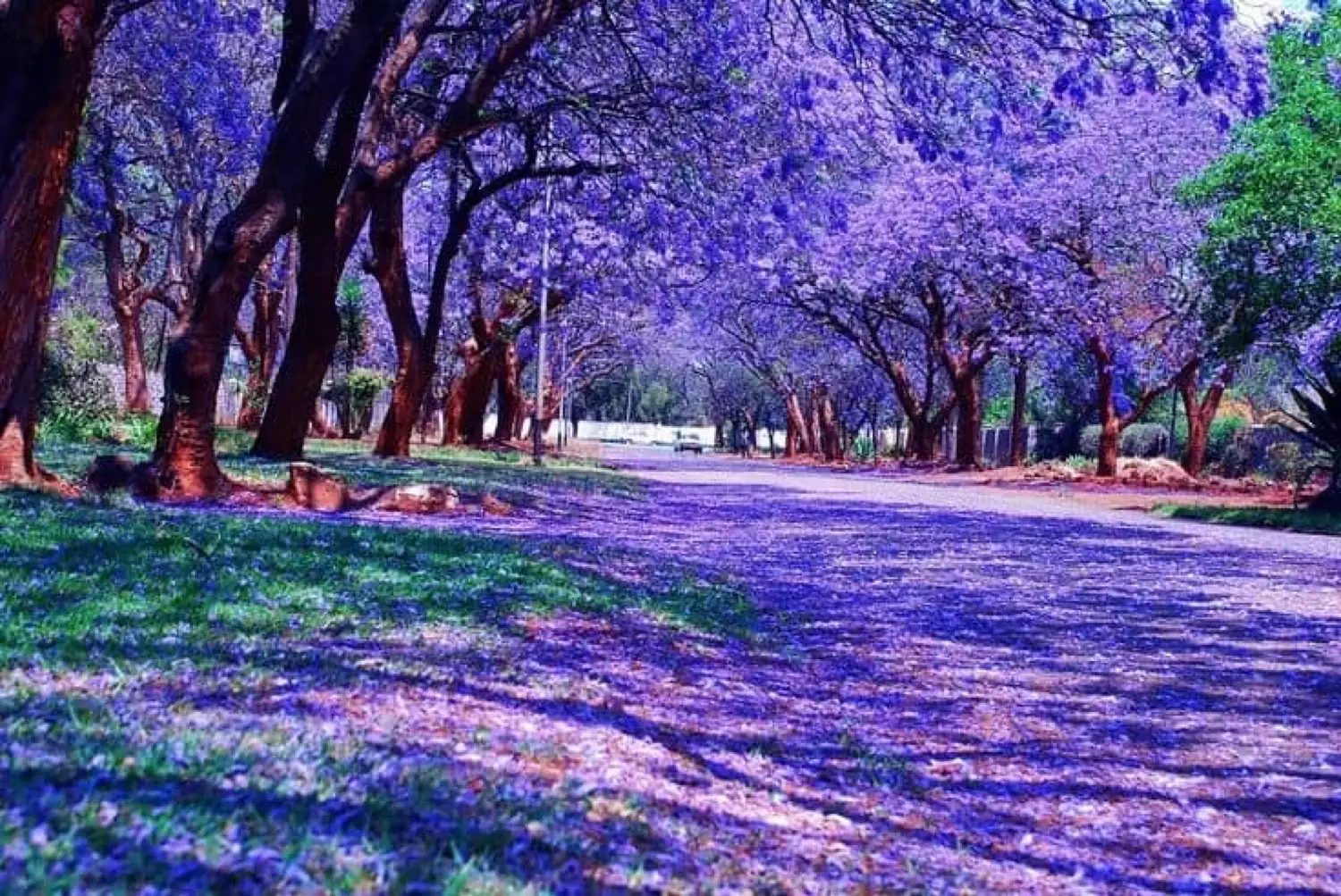 Jacaranda season